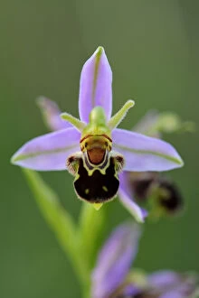 Purple Collection: Bee Orchid (Ophrys apifera). Lorraine Regional Natural Park, Lorraine, France, June