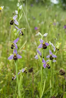 Flower Gallery: Bee orchid (Ophrys apifera) a widespread orchid of grasslands and verges