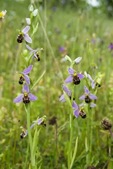 Bee orchid (Ophrys apifera) a widespread orchid of grasslands and verges