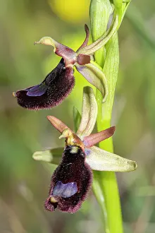 Orchids Prints: Bee orchid (Ophrys bertoloniiformis) in flower