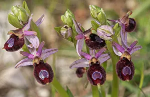 Orchids Prints: Bee orchid (Ophrys bertoloniiformis) in flower