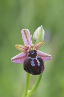Orchids Prints: Bee orchid (Ophrys sipontensis) flower, Rugiano, Monte St Angelo, Gargano, Italy, April