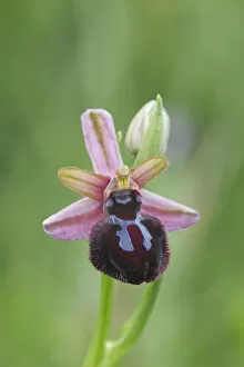 Bee orchid (Ophrys sipontensis) flower, Rugiano, Monte St Angelo, Gargano, Italy, April