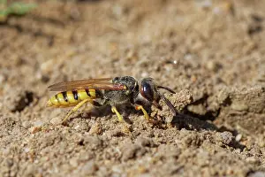 Wasp Prints: Bee wolf / Bee-killer wasp (Philanthus triangulum) female