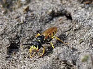Wasp Prints: Bee wolf / Bee-killer wasp (Philanthus triangulum) female