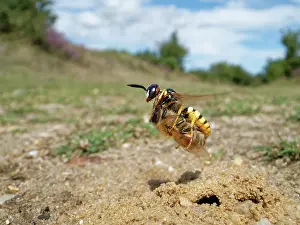 Apis Mellifica Prints: Bee wolf / Bee-killer wasp (Philanthus triangulum) female