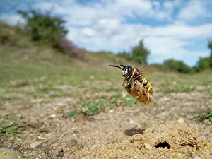 Apis Mellifica Prints: Bee wolf / Bee-killer wasp (Philanthus triangulum) female