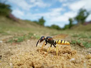 Wasp Prints: Bee wolf / Bee-killer wasp (Philanthus triangulum) female