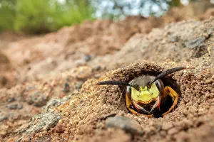 Bee Killer Wasp Prints: Bee wolf (Philanthus triangulum) peering out of burrow entrance