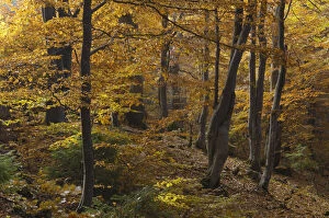 Images Dated 19th June 2009: Beech (Fagus sp) forest in autumn, Piatra Craiului National Park, Transylvania, Southern