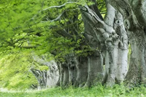 Beech (Fagus sylvatica) avenue, Kingston Lacy, Wimborne, Dorset, England, UK. May 2013