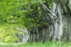 Images Dated 10th May 2013: Beech (Fagus sylvatica) avenue, Kingston Lacy, Wimborne, Dorset, England, UK. May 2013