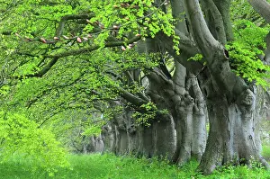 In Line Prints: Beech (Fagus sylvatica) avenue in spring, near Kingston Lacey, Dorset, England, UK. April