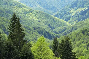 Colour Prints: Beech (Fagus sylvatica) forest in Tarcu mountains nature reserve, Natura 2000 area