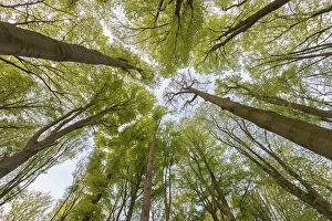 Trees Gallery: Beech (Fagus sylvatica) forest, view into canopy from below
