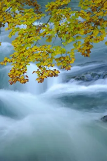 Time Exposure Prints: Beech (Fagus sylvatica) leaves overhanging Bellos River in Anisclo Canyon
