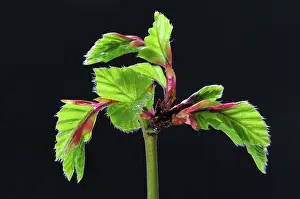 Indoors Prints: Beech (Fagus sylvatica) leaves unfurling in spring on black background