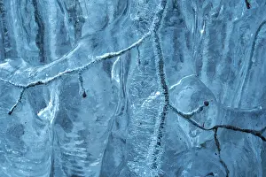 Frozen Prints: Beech (Fagus sylvatica) tree branches covered in ice from road surface water spray during winter storm