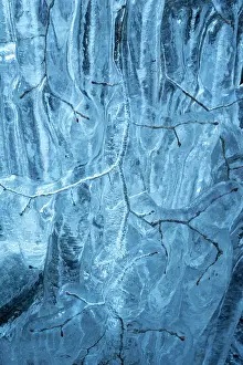 Frozen Prints: Beech (Fagus sylvatica) tree branches covered in ice from road surface water spray during winter storm