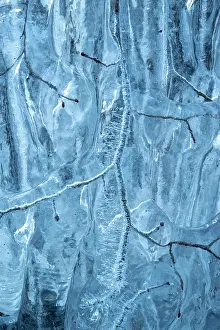 Frozen Prints: Beech (Fagus sylvatica) tree branches covered in ice from road surface water spray during winter storm