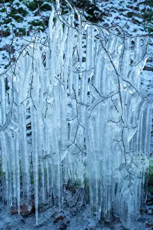 Frozen Prints: Beech (Fagus sylvatica) tree branches covered in ice from road surface water spray during winter storm