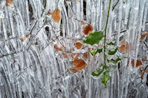 Frozen Prints: Beech (Fagus sylvatica) tree branches and leaves coated in ice from road surface water spray during winter storm