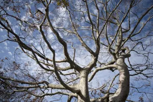 Beech (Fagus sylvatica) trees in autumn having lost most of their leaves, Valia Calda