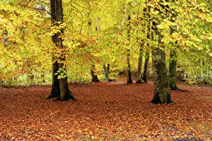 Dried Leaves Prints: Beech (Fagus sylvatica) trees in autumn woodland, Upper Bavaria, Germany. October