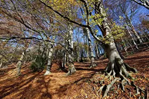Fagales Prints: Beech (Fagus sylvatica) woodland in autumn