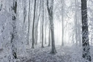 Backgrounds Prints: Beech (Fagus sylvatica) woodland in hoar frost and winter mist. West Woods, Compton Abbas