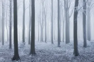 Beech (Fagus sylvatica) woodland in mist and frost. West Woods, Compton Abbas, Dorset Beech (Fagus sylvatica) woodland in mist and frost. West Woods, Compton Abbas, Dorset