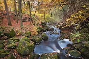 Beech (Fagus) woodland in autumn colours along Burbage Brook