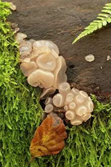 Leotiomycetes Prints: Beech jellydisc fungus (Neobulgaria pura) growing on Beech log