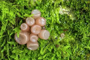 Leotiomycetes Prints: Beech jellydisc fungus (Neobulgaria pura) on moss