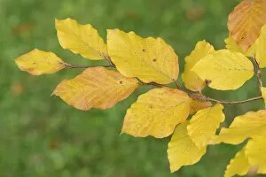 Images Dated 25th September 2013: Beech leaves (Fagus sylvatica) in autumn, Wiltshire, UK, September