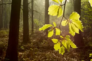 Images Dated 21st April 2011: Beech leaves (Fagus sylvatica) backlit at dawn with forest in background, The National Forest