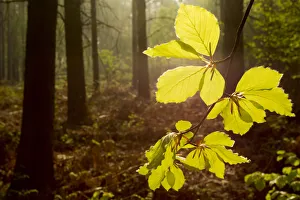 The National Forest Prints: Beech leaves (Fagus sylvatica) backlit at dawn with forest in background