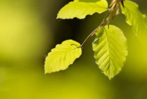 Beech leaves (Fagus sylvatica) in dappled light in woodland, National Forest, Midlands