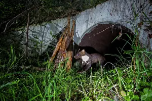 Stone Marten Prints: Beech marten (Martes foina) exiting a wildlife underpass below the A89 highway