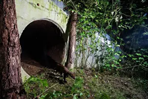 Stone Marten Prints: Beech marten (Martes foina) exiting a wildlife underpass below the A89 highway