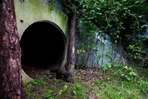 Stone Marten Prints: Beech marten (Martes foina) exiting a wildlife underpass below the A89 highway