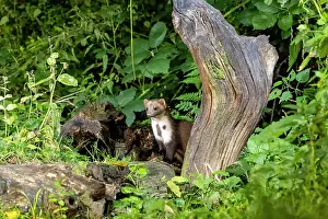 France Prints: Beech marten (Martes foina) peering put from behind a tree stump in the undergrowth