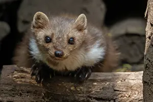 Stone Marten Prints: Beech marten (Martes foina) resting in wood pile, Germany. June. Captive
