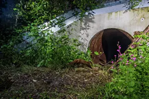 Stone Marten Prints: Beech marten (Martes foina) running towards entrance to a wildlife underpass below the A89 highway