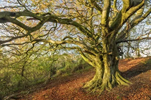 Autumn Gallery: Beech tree (Fagus sylvatica) in autumn, Milborne Wick, Somerset, England, UK, November