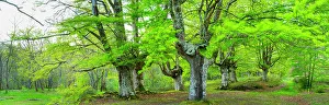 Panorama Prints: Beech tree (Fagus sylvatica), Gorbeia Natural Park, Alava, Basque Country, Spain, May 2015