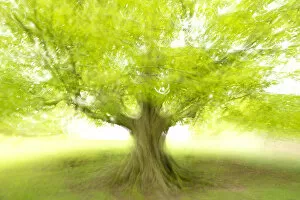 Beech tree (Fagus sylvatica) photographed using ICM (Intentional Camera Motion)