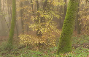 Images Dated 2010 November: 