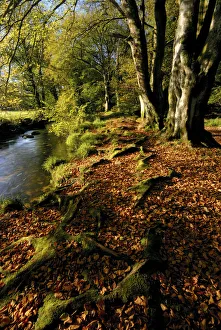 Images Dated 2007 October: 