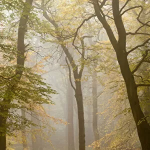 Beech trees (Fagus sylvatica) in autumn mist, Beacon Hill Country Park, The National Forest